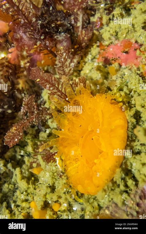 Orange Cup Coral Balanophyllia Elegans At Point Of Arches In Olympic