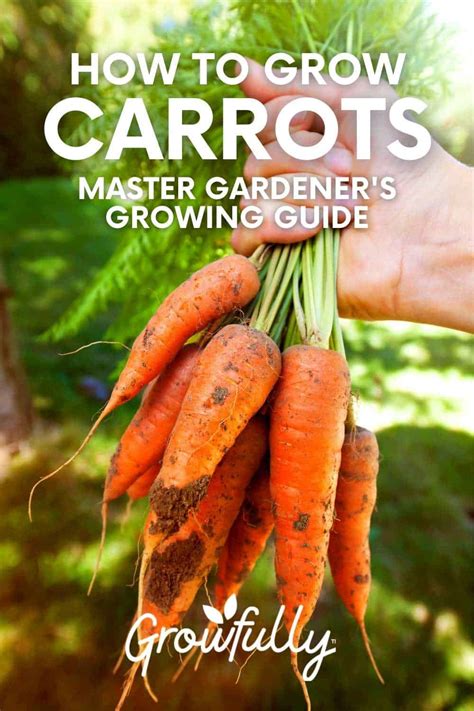 How To Plant And Grow Carrots Growfully