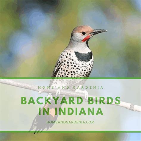 Indiana Backyard Birds Red Winged Blackbird Indiana Audubon Society