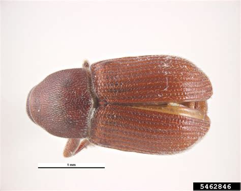 Seed Beetle Pagiocerus Frontalis Coleoptera Curculionidae 5462846