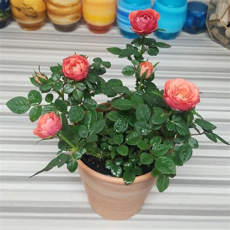 This Cute Miniature Rose Bush Ted To Me For My Birthday 🌹 Rplants