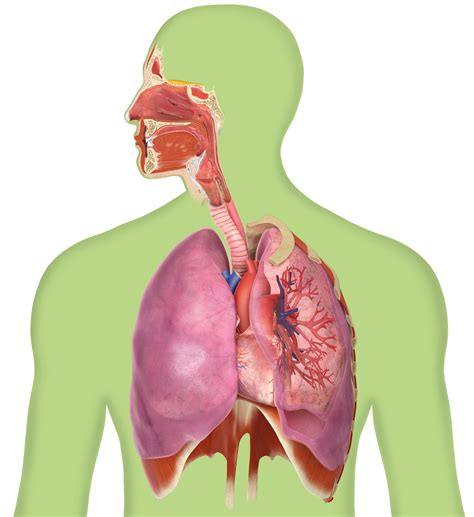Facts About The Lungs Breathing Facts Dk Find Out