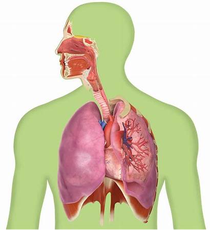 Lungs Breathing Human Respiratory System Facts Dk