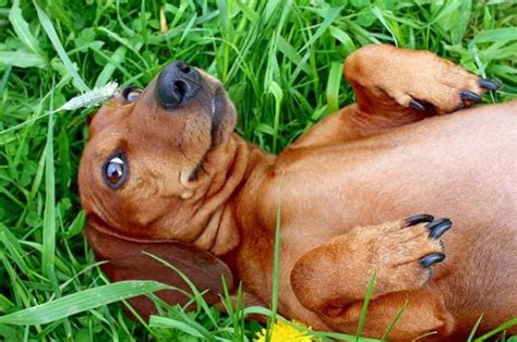 In the market, there are original silicone covers to cover the cats' nails. 20 Pros And Cons Of Dachshunds | Page 4 of 4 | PetPress