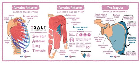 Serratus Anterior Muscle Innervation Mnemonic Salt Grepmed