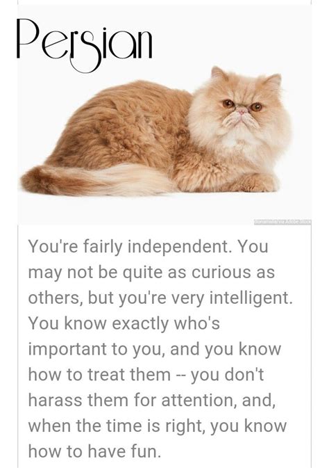 What Cat Personality Are You Like Cat Personalities What Cat Cats