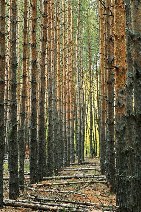592 Vertical Trunks Pine Trees Forest Photos Free And Royalty Free