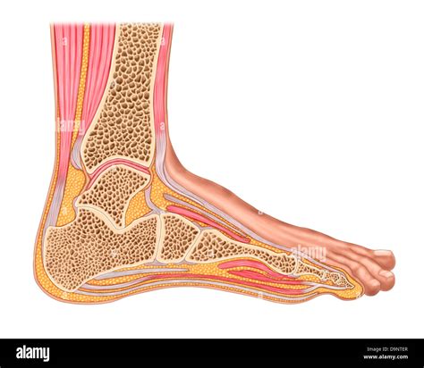 Cross section of anterior human foot with muscles and ligaments Stock