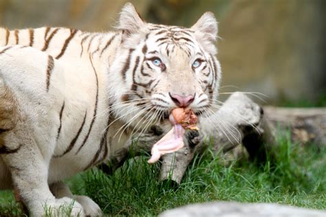 White Tiger Eat A Chicken Leg Tyler Flickr