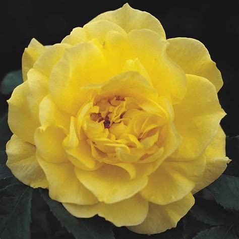 Friesia 3ft 90cm Standard Rose Potted Roses Victoria