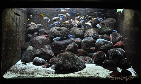 Inspirasi Paling Baru Hiasan Aquarium Dari Batu Kali
