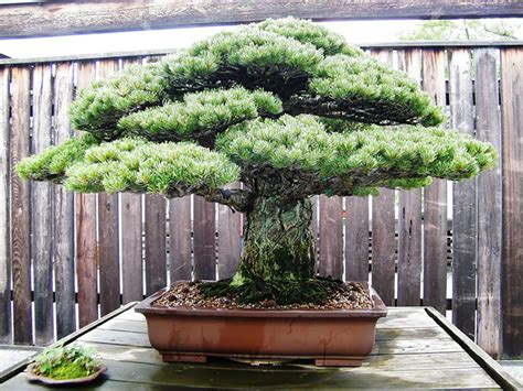 34 most beautiful bonsai trees ever for relieve your stress japan inside