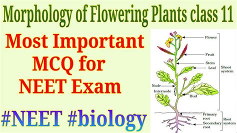 Morphology Of Flowering Plants Class 11 Important Mcq For Neet Exam