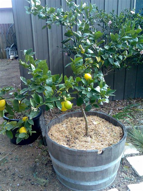 Citrus X Limon Meyer Meyer Lemon North Carolina Extension