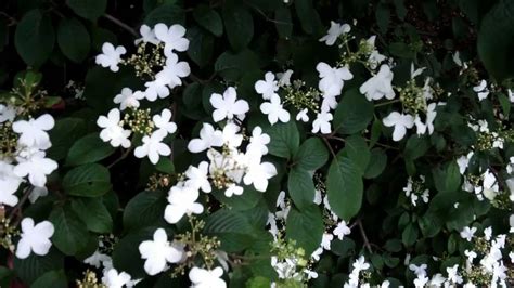 Old or crowded plants may be thinned and shortened to bring flowers to eye level. Summer Snowflake Doublefile Viburnum - Viburnum plicatum ...