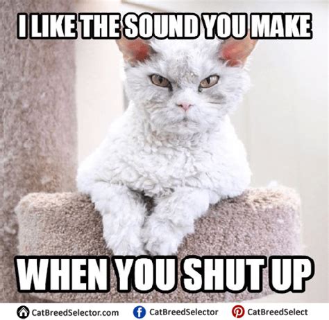 Angry Cat Memes