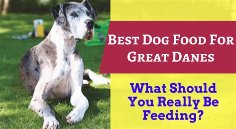 Great dane puppy food amount. Great Dane Puppy Food Talk: What is the Best Food for ...