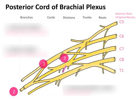Brachial Plexys Posterior Cord 1 Diagram Quizlet