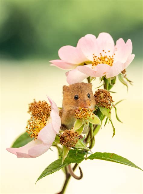 harvest mice playing among the flowers in uk these stunning images show harvest mice showcasing