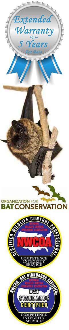 Discover The 14 Species Of Bats Found In Ohio Propestmen Of Ohio Inc