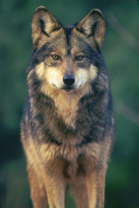 Federal Officials Revise Plan To Recover Endangered Mexican Gray Wolves