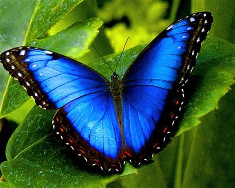 Blue Butterfly In Hd Blue Morpho Butterfly Most Beautiful Butterfly