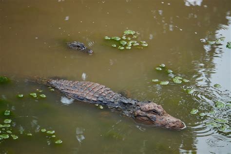 Chinese Alligator Alligator Sinensis Zoochat