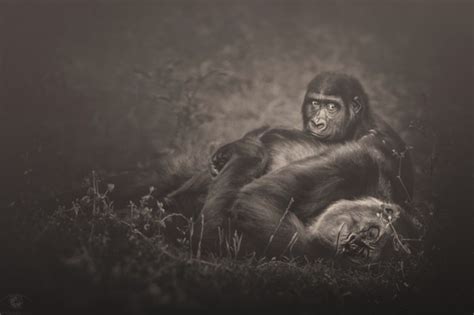 Zoo Animals Photography By Manuela Kulpa Fubiz Media