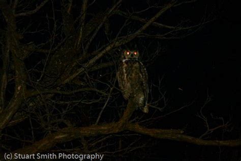 Great Horned Owl At Night Owls Eyes Glowing At Night 2652 Photo