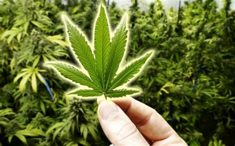 Search more high quality free transparent png images on pngkey.com and share it with your friends. Ini 3 Jenis Daun Ganja Dan Kesannya Kepada Badan | Iluminasi