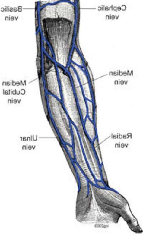 Artery arteries carry blood away from the heart arteries have a thick middle layer of smooth muscle they have an inner and outer layer of elastic. Upper Arm Vein Anatomy (With images) | Arm anatomy, Arm ...