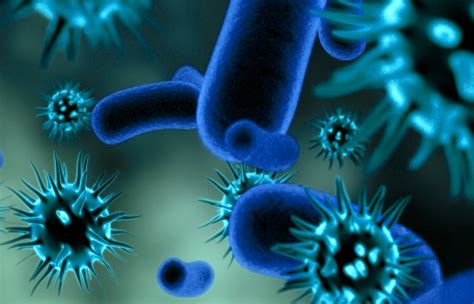 Diferencias Entre Bacterias Virus Y Hongos Sooluciona 72292 Hot Sex