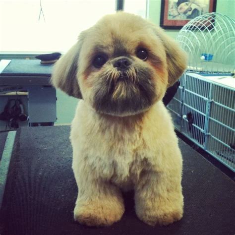 Top 10 Popular Shih Tzu Haircuts 30 Pictures The Paws Cute Puppies