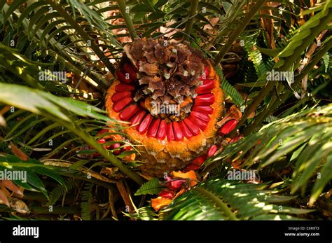 Cycad With Seed Cone Spilling Bright Red Seeds Stock Photo Alamy