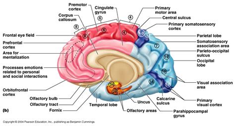 Cerebral Cortex Function Connections Sensory Motorassociation