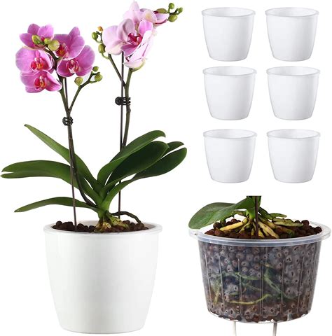 Semi Hydroponic Orchids How To Easily Grow Orchids Hydroponic Orchids
