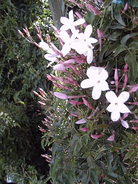 Pink Jasmine Winter Jasmine Jasminum Polyanthum