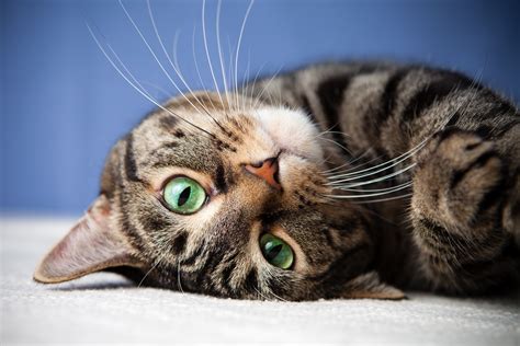muzzle of a gray tabby cat with green eyes wallpapers and images wallpapers pictures photos