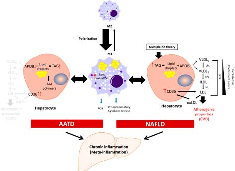 Figure 1 From Nafld And Aatd Are Two Diseases With Unbalanced Lipid