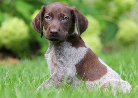 german shorthaired pointer puppies  sale  de md ny nj philly dc  baltimore
