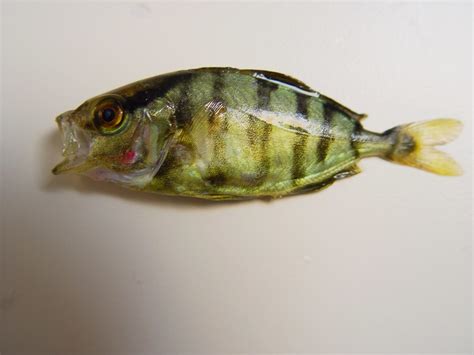 Fish4450 Young Banded Rudderfish Seriola Zonata Gulf Flickr