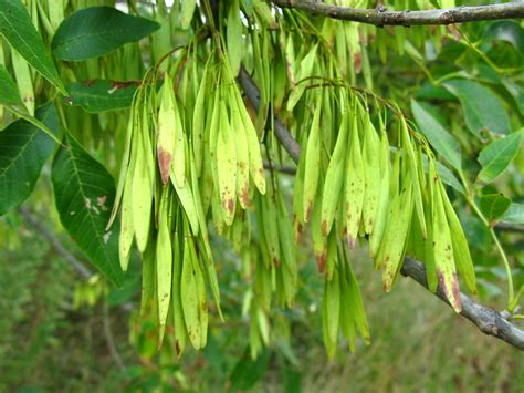 White ash seedlings are easily damaged or destroyed by deer and cattle browsing. Ash Tree - seed pods | Grass, Trees and Wildflowers found ...