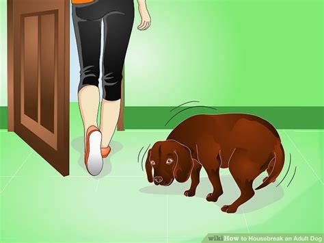 How To Housebreak An Adult Dog With Pictures Wikihow