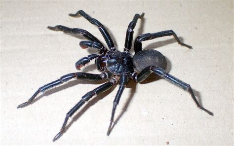Australia Has Yet Another Large Scary Spider
