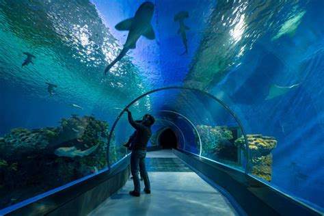 A Visit To Denmarks National Aquarium Den Blå Planet Nordic Design