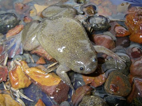 Six New African Clawed Frog Species Discovered Research News