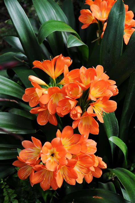 We did not find results for: Latin Name: Clivia; Common Name: Amaryllis family ...