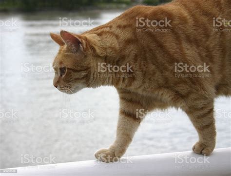 Prowling Cat Stock Photo Download Image Now Agility Alertness