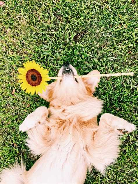 Golden Retriever With Sunflower Retriever Puppy Golden Retriever