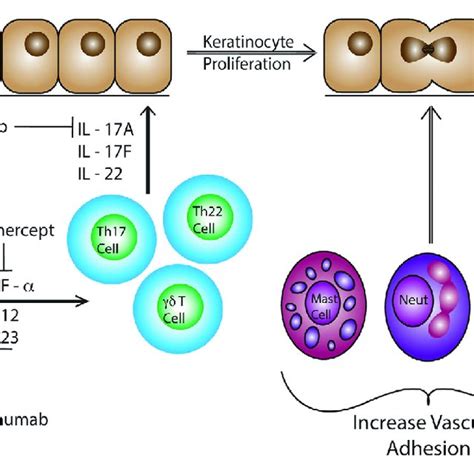 Dendritic cells produce IL IL and TNF α in response to Download Scientific Diagram